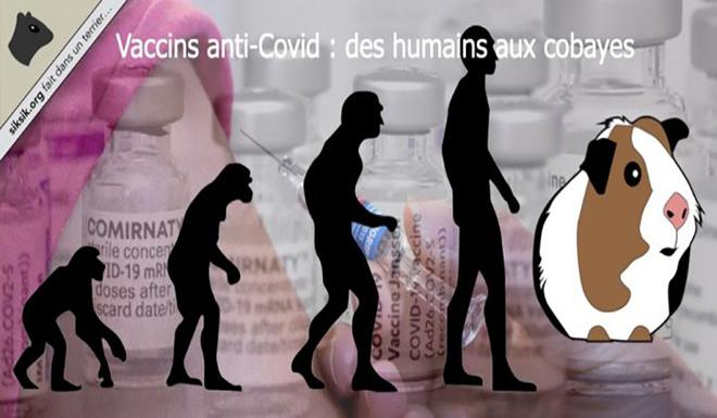 Vaccins anti-Covid – Des humains aux cobayes