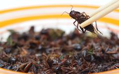 Des insectes pour le déjeuner ? Voici tout ce que vous ratez !